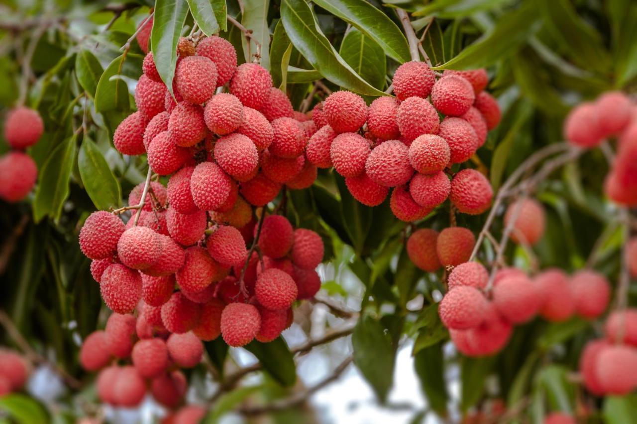 The Litchi Tree Amber Mountain Boutique Hotel Ambohitra Eksteriør billede